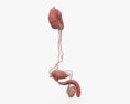 Sistema urinario e riproduttivo maschile Modello 3D