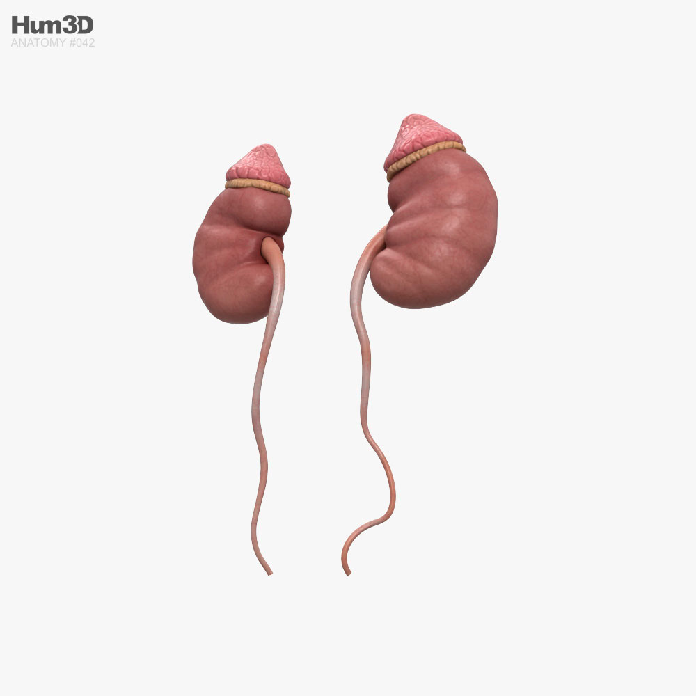 Menschliche Nieren 3D-Modell