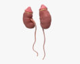 人間の腎臓 3Dモデル