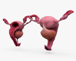女性生殖系统 3D模型