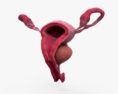 Female Reproductive System 3d model