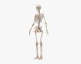 Menschliches weibliches Skelett 3D-Modell