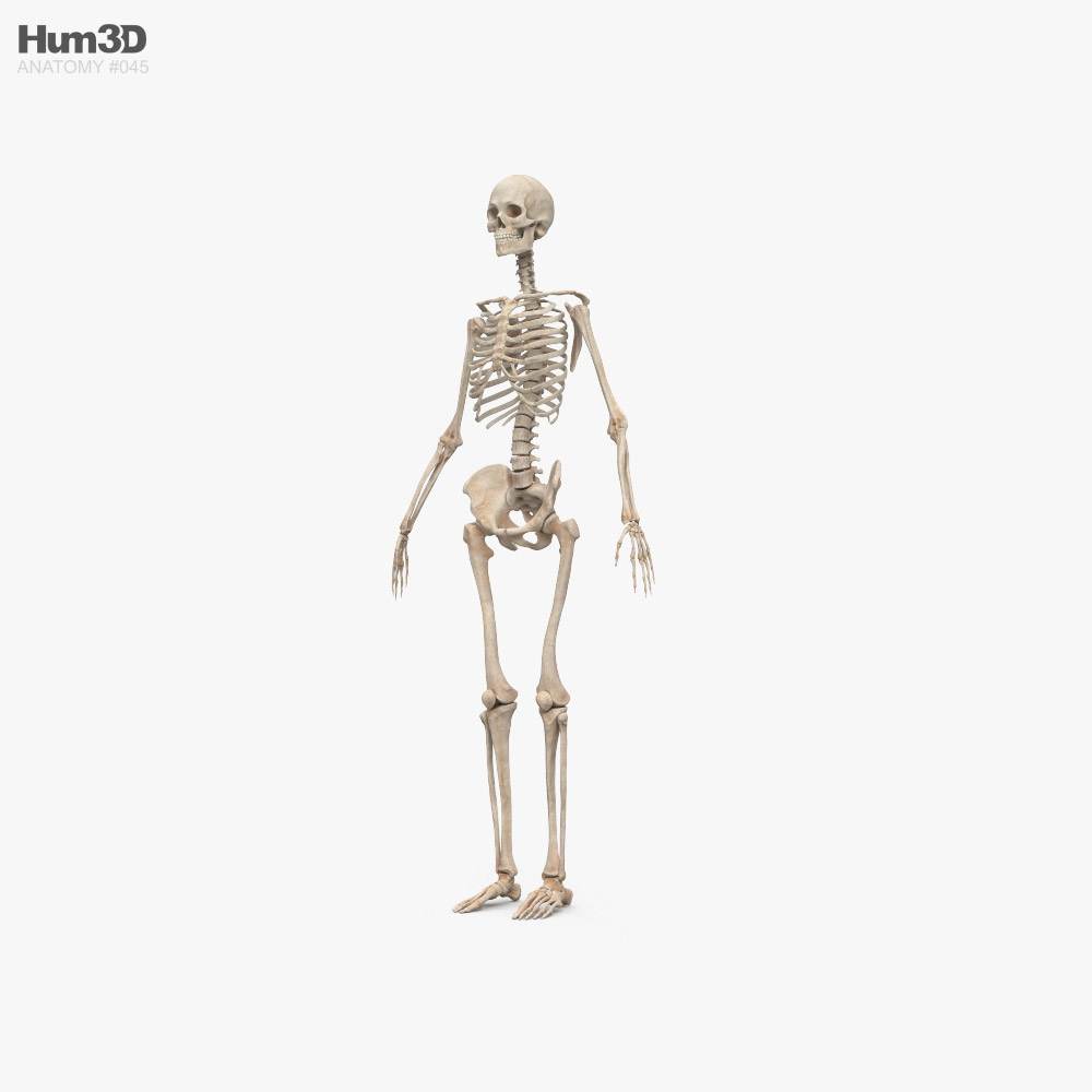 Squelette humain féminin Modèle 3D