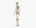 인간 해골(여자) 3D 모델 