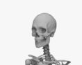 Esqueleto Feminino Humano Modelo 3d