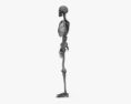 Esqueleto Feminino Humano Modelo 3d