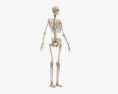 Squelette humain féminin Modèle 3d