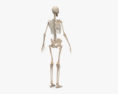 Scheletro femminile umano Modello 3D