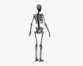 Squelette humain féminin Modèle 3d