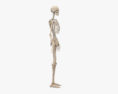 Menschliches weibliches Skelett 3D-Modell