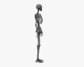 人类女性骨架 3D模型