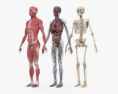 완전한 인체 해부학(남성) 3D 모델 