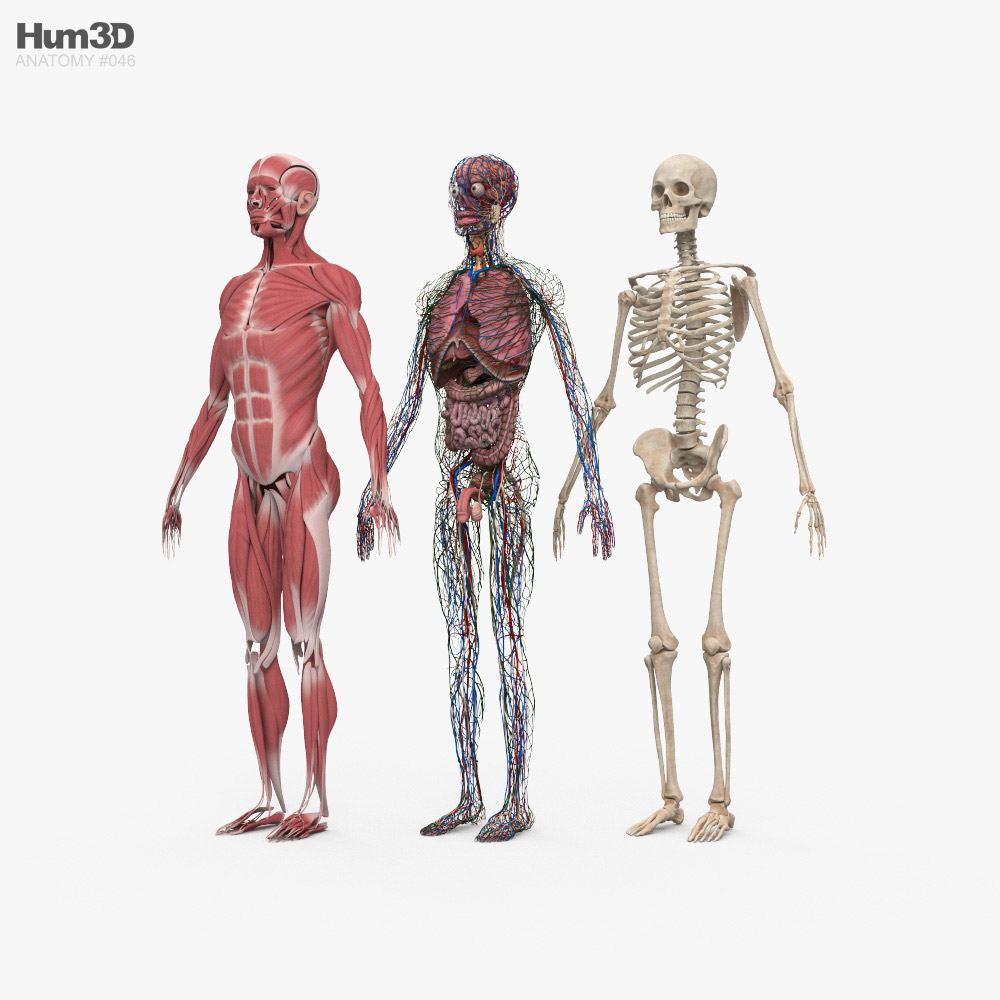 Complete Male Anatomy 3D model