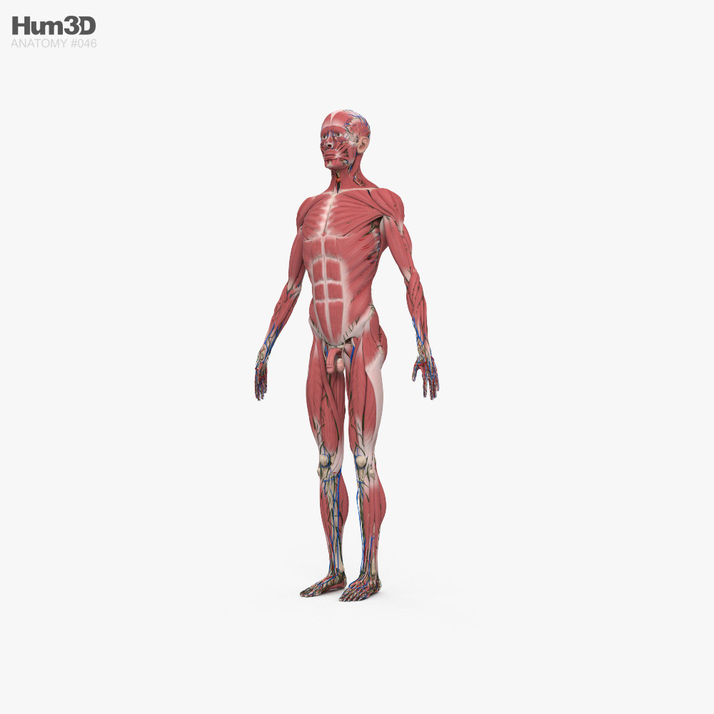 3d man anatomy