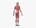완전한 인체 해부학(남성) 3D 모델 