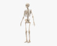 Anatomía masculina completa Modelo 3D