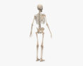 Anatomia Masculina Completa Modelo 3d
