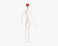 Anatomia maschile completa Modello 3D