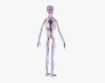 Vollständige männliche Anatomie 3D-Modell