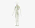 Anatomía masculina completa Modelo 3D
