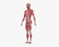 Anatomie masculine complète Modèle 3d