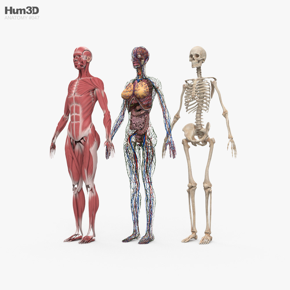 完全な女性の解剖学 3Dモデル