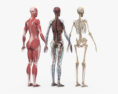 Complete Female Anatomy 3d model