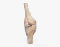 膝关节 3D模型