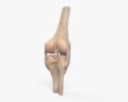Knee Joint 3d model