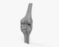 무릎 관절 3D 모델 