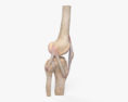 Knee Joint 3d model