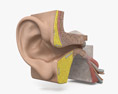 인간의 귀 3D 모델 