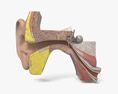 Das menschliche Ohr 3D-Modell