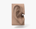 人間の耳 3Dモデル