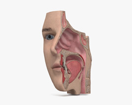 Human Nose 3D model