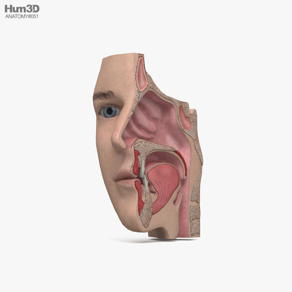 Human Nose 3D model