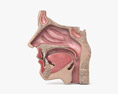 Menschliche Nase 3D-Modell
