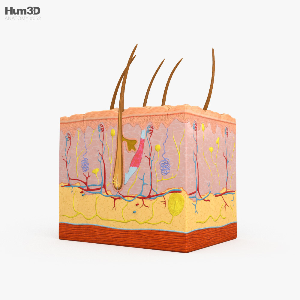 Anatomie de la peau Modèle 3D