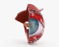 Corte transversal de um olho humano Modelo 3d