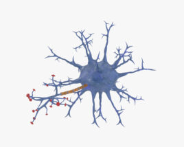 Neuron 3D model