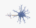신경 세포 3D 모델 