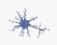 Nervenzelle 3D-Modell