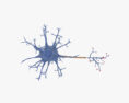 Neurone Modèle 3d