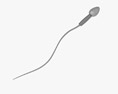 Сперматозоїд 3D модель