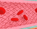 Кровеносные сосуды 3D модель