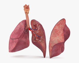 Lungs Cross Section 3D model