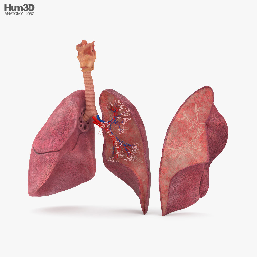 Lungs Cross Section 3D-Modell