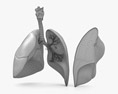 Lungs Cross Section Modelo 3D