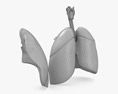 Lungs Cross Section 3D модель