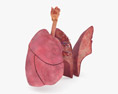 Lungs Cross Section Modello 3D